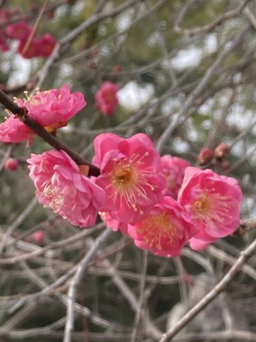 初詣はやっぱりこれで