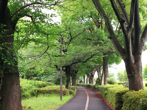 エルベ散歩　～緑のウォーキング編～
