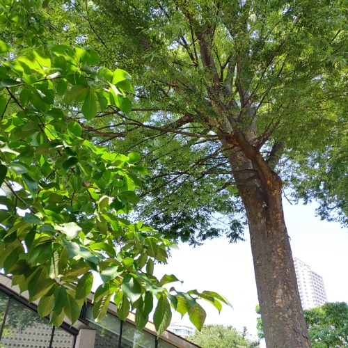 メンズもエルベ🍃