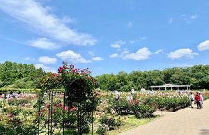 エルベ散歩　～ばらの公園～