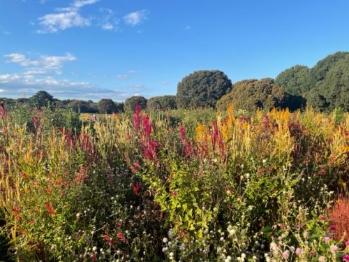 【立川店】秋のオレンジカラーあつめました🍁