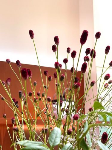 【立川店】オベルジーヌそろってます