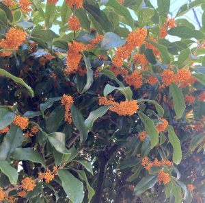 そろそろギフト