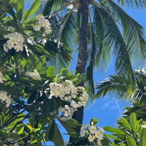 おさらい💕ハワイ限定ポシェット