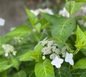 【立川店限定】タカシマヤカード入会キャンペーン