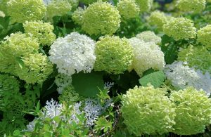 【MATSUYA GINZA】BEACH＆MARCHE➕