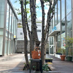 【代官山＆吉祥寺】惜しまれるこのカラー！