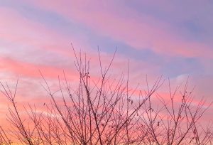 【池袋】人気のパンサー🐆