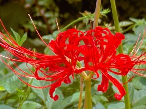 【MATSUYA GINZA】AUTUMN RED🍁