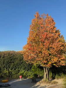 【MATSUYA GINZA】new arraival🍎