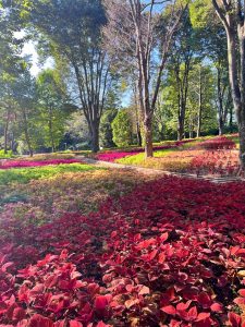 可愛いカラーがいっぱい🍎🍇🍂